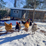 Life on the Farm – March 2026